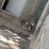 جفت جوجه طوقی|پرنده|سمیرم, |دیوار