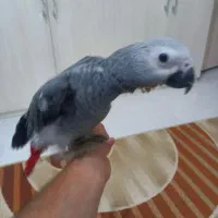 جوجه کاسکو|پرنده|تایباد, |دیوار