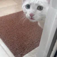 واگذاری دو رگه پرشین dsh