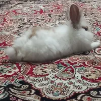 خرگوش سالم وتمیز|موش و خرگوش|بیجار, |دیوار