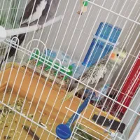 پرنده|پرنده|بافت, |دیوار