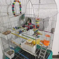 طوطی برزیلی کوتوله