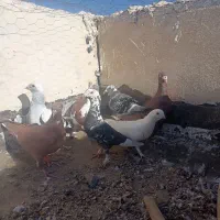 سرخ شامی|پرنده|میرجاوه, |دیوار