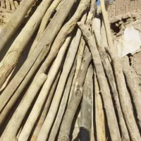 خریده چوب در استان مرکزی و شهرستان ها|خدمات باغبانی و درختکاری|آشتیان, |دیوار