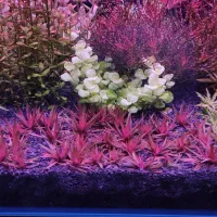 گیاه بسیار خاص آکواریوم پلنت و گیاهی