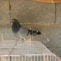 کبوتریرانی|پرنده|میناب, |دیوار