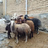 شیشک،قوچ ،بز ،بزغاله ،نربز