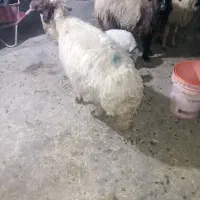 میش|حیوانات مزرعه|آبدانان, |دیوار