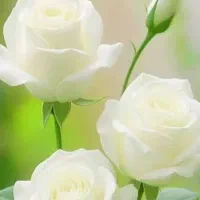 زمین ویلا سنجر قلعه طوک