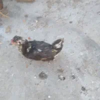 فروش مرغ و خروس