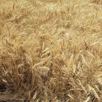 فروش جو پاییزه دیم و گندم ابی رقم پیشگام و گندم|خدمات باغبانی و درختکاری|سجاس رود, |دیوار