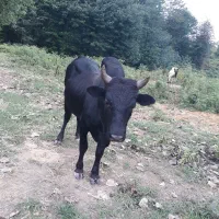 فروش‌دام