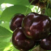 انواع نهالبا تضمین اصالت نهال گیلاس تکدانه هارت|خدمات باغبانی و درختکاری|نمین, |دیوار