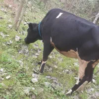 گاو دروگ محلی به همراه گوساله