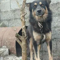 سگ ژرمن نر ۱۲۰۰رشت ،خشکبیجار|سگ|خشکبیجار, |دیوار