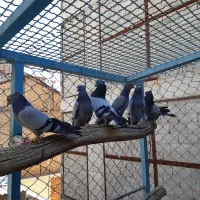 سه جفت سبز دو خط تهرانی کاکولی