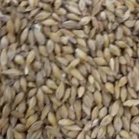 جو خارجی