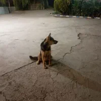 یک جفت سگ ژرمن شپرد