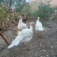 بوقلمون گوشتی|حیوانات مزرعه|تربتحیدریه, پایانه مسافربری تربت حیدریه|دیوار