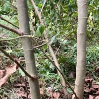 نهال چنار|خدمات باغبانی و درختکاری|کردکوی, |دیوار