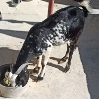 کهره|حیوانات مزرعه|قشم, |دیوار