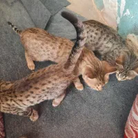 بچه گربه آروم و خونگی