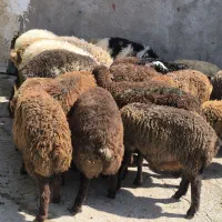 گوسفند نر و ماده