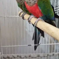 جوجه کریمسون داخلی نر و ماده|پرنده|مشهد, کارمندان دوم|دیوار