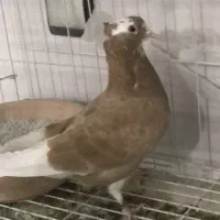 کفتر پرشی شازده زرد زیر خاکی