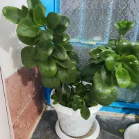 طلای سرسبز|جواهرات|خرمآباد, |دیوار