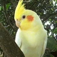 دستی