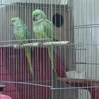 طوطی ملنگو|پرنده|جهرم, |دیوار