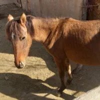 اسب نریان|اسب و تجهیزات اسبسواری|بشاریات, |دیوار