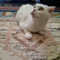 اسکاتیش سفید|گربه|شیراز, ارم|دیوار