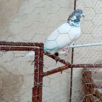 کبوتر|پرنده|سراب, |دیوار