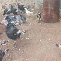 همشون سالم‌ ومحلی