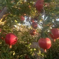 انار|خوردنی و آشامیدنی|تربت‌حیدریه, بهشت عسکری|دیوار