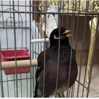 مرغ مینا سخنگو جمله گو