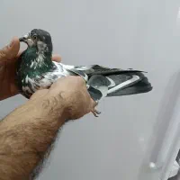 کفتر پاکستانی