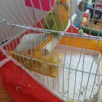 طوطی برزیلی|پرنده|اسلامآباد غرب, |دیوار