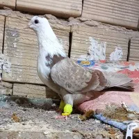 دو عدد کلاغ کربلایی سر سفید ماده مشهد ارسالم دارم|پرنده|قزوین, |دیوار