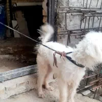 سگ پشمالو