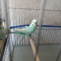 تعدادی مرغ عشق اسپانگل و رین بو