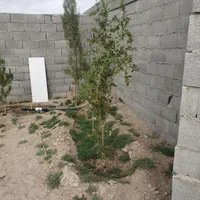 فروش زمین ۶۰۰ متری در براآن شمالی