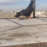 دوعدد کبوتر گرفتنی نر