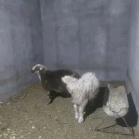 گوسفند‌کیلویی۴۰۰|حیوانات مزرعه|یزد, |دیوار