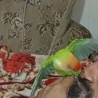 گمشده طوطی برزیلی به اسم (پیکو)