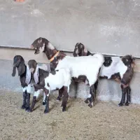 2راس بز پاکستانی یکیش دوقلو یکیش آوستن مایه دار