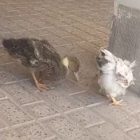 جوجه
