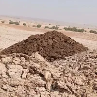 پخش و عرضه کود گاو صنعتی.|خدمات باغبانی و درختکاری|وحدتیه, |دیوار